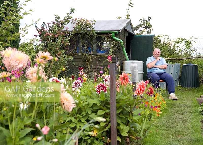 Allotment holder, shed and Dahlias