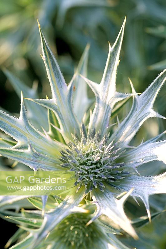 Eryngium bourgattii 'Picos Blue'