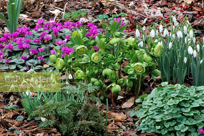 Spring garden with Galanthus, Cyclamen and Helleborus x hybridus 'Greencups' - Woodchippings, Northamptonshire