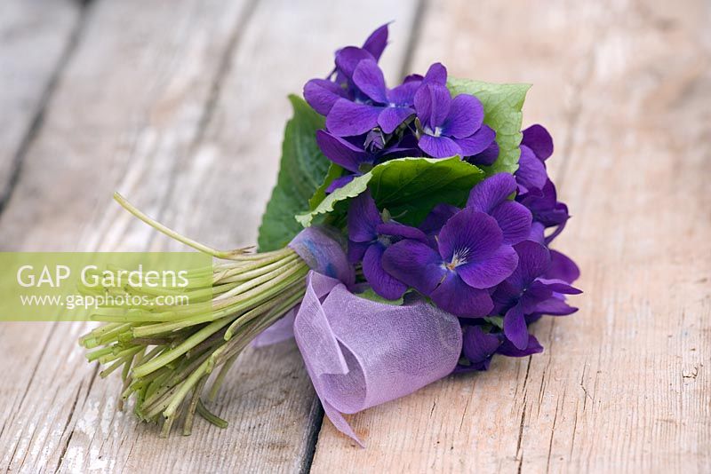 Viola bouquet