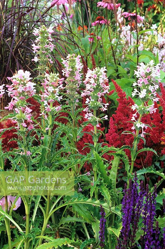 Morina longifolia with Astilbe and Salvia in border