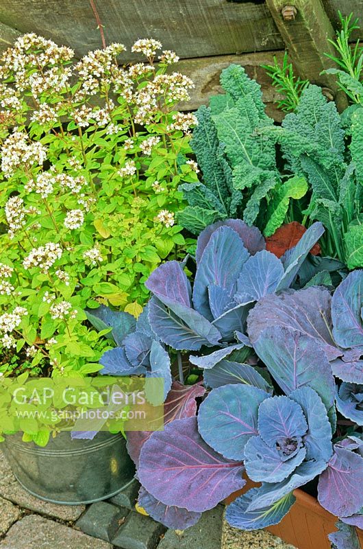 Red cabbage, Kale 'Black Tuscany' and golden marjoram growing in containers at the base of an old wooden wheelbarrow.  