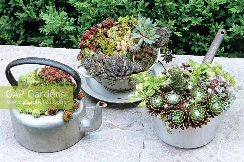 Drought resistent Sempervivum - houseleeks, variegated Saxifraga 'Aureopunctata' - London Pride and Sedum spathulifolium 'Purpureum' growing in old kitchen cast offs