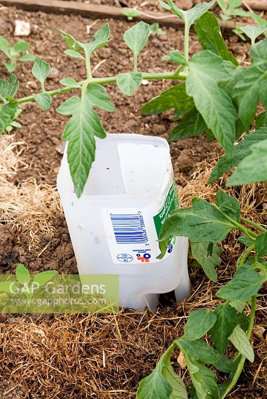 Plastic milk carton reused to act as a way of getting water to the roots of a tomato plant and old grass used as a mulch on an allotment in Cambridgeshire