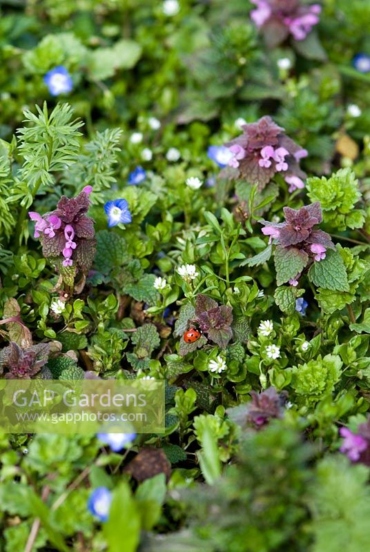 Weeds in an organic vegetable garden - Lamium purpureum - Red Dead Nettle, Veronica chamaedrys - Speedwell blue flower and Stellaria media - Common chickweed with a ladybird in late March