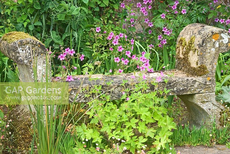 The terrace at Cothay Manor, Somerset covered with self seeded Erigeron karvinskianus, hardy Geraniums and Sisyrinchium in front of stone seat backed by Geranium palmatum