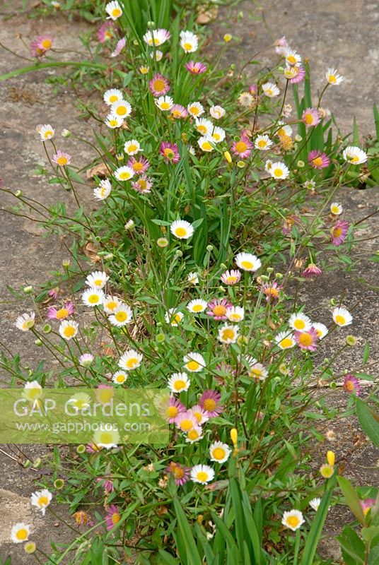 Terrace covered with self seeded Erigeron karvinskianus, at Cothay Manor, Somerset