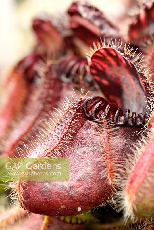 Cephalotus follicularis, the Albany Pitcher Plant, a small, low-growing native of Australia - Hewitt-Cooper Carnivorous Plants, in Somerset