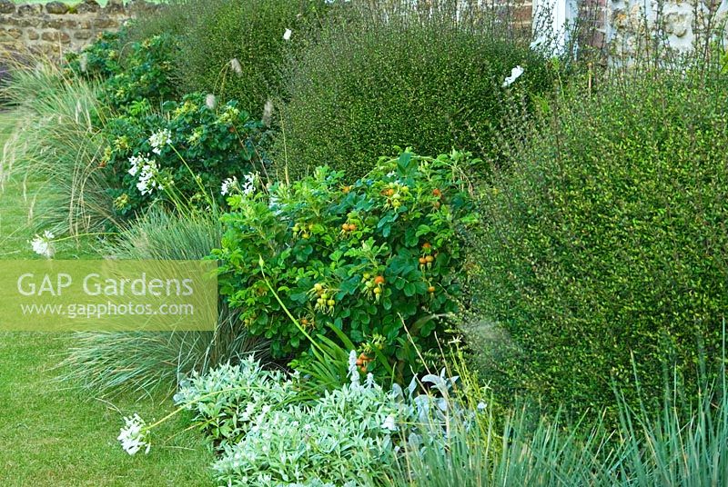 Border contains Lonicera nitida, Festuca glauca, Stachys byzantina, Agapanthus 'White Dwarf' and Rosa rugosa 'Alba' - Dorset