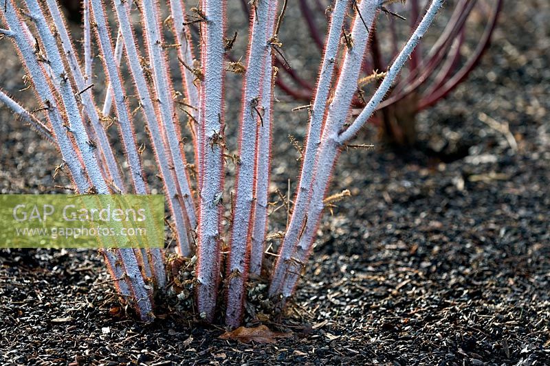 Rubus thibetanus