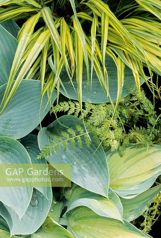 Hosta 'Halcyon', Hosta 'June' with Hakonechloa macra 'Aureola' and Corydalis cheilanthifolia