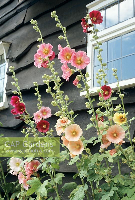 Alcea rosea - Hollyhocks thrown into sharp contrast by the dark stained boarding of a cottage