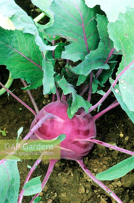 Kohl Rabi 'Purple Vienna'