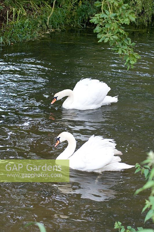 Two swans in river