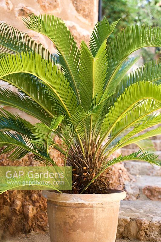 Cycas revoluta - Sago palm in terracotta pot in mediterranean garden