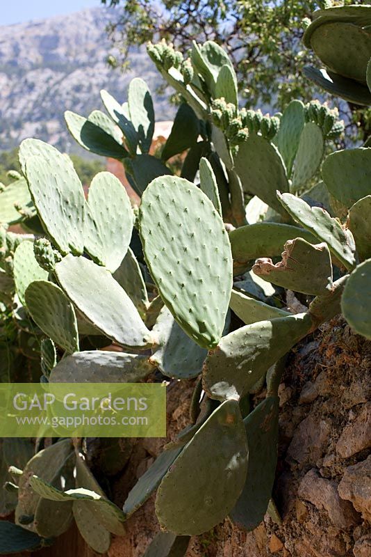 Opuntia ficus indica - Cactus growing on stone wall in mediterranean garden