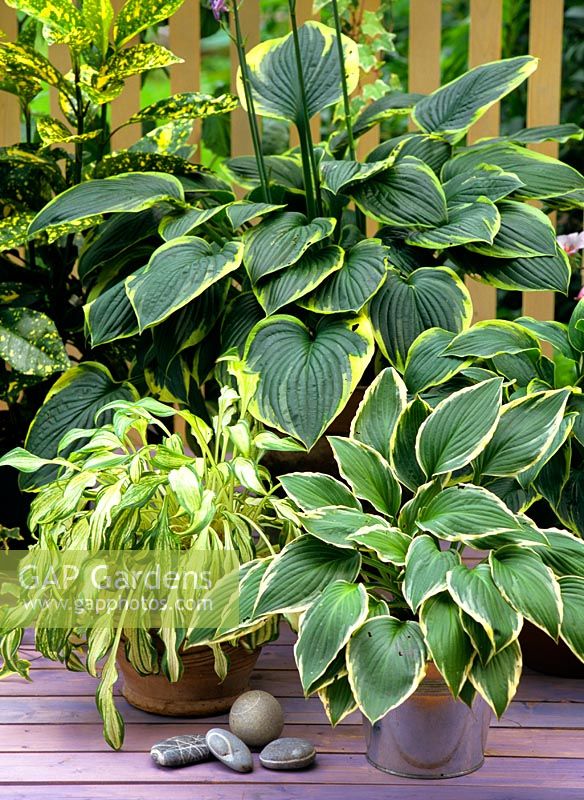 Hostas in containers... stock photo by Elke Borkowski, Image: 0086806