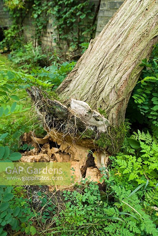 Robinia pseudoacacia 'Frisia' - Blown over in gale. Shows bracket fungi have caused rotting and weakening at base.