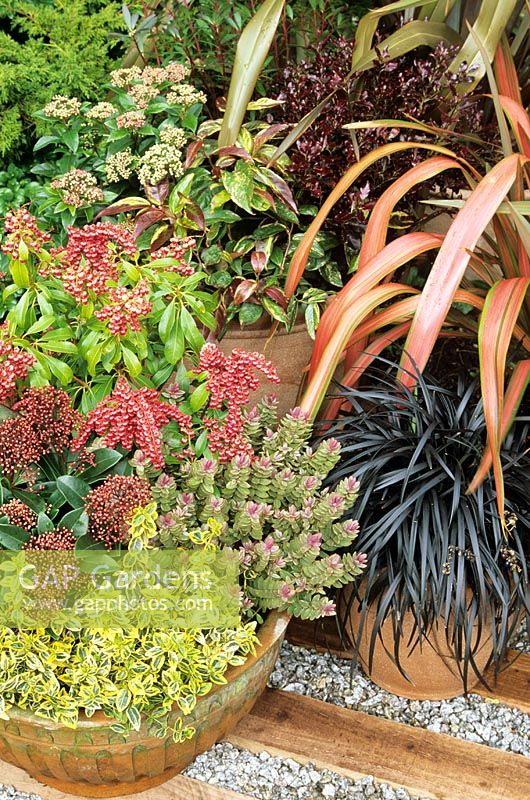 Phormium cookianum 'Jester', Ophiopogon nigrescens, Pittosporum 'Tom Thumb', Viburnum tinus, Leucothoe 'Rainbow', Pieris 'Valley Valentine', Skimmia 'Rubella', Euonymus fortunei 'Emerald 'n' Gold' and Hebe 'Red Edge' in pots on a timber and gravel path edge 