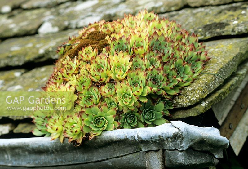 Sempervivum - Clump of Houseleeks growing on a stone tiled roof
