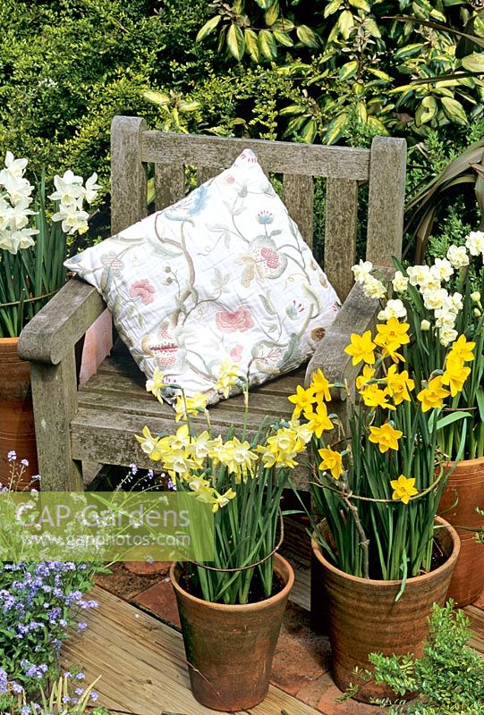 Wooden seat with pots of Narcissus 'Pipit', Narcissus 'Sweetness', Narcissus 'Sir Winston Churchill' and at the rear, Narcissus 'Thalia' supported with dogwood prunings