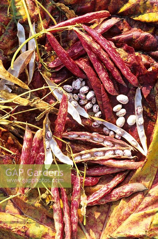 Ripe pods and seed of the Italian firetongue bean, 'Borlotto Lingua di Fuoco' ready to be stored in jars for use over the winter months