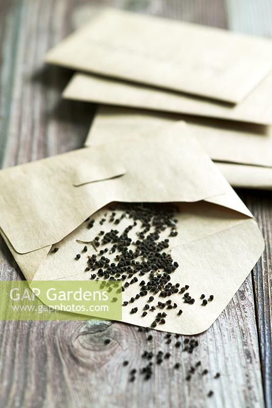 Seed packets and seeds from Nigella damascena