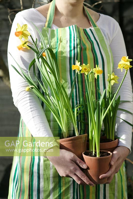 Woman carrying pots of Narcissus 'Tete-a-Tete' - Daffodils
