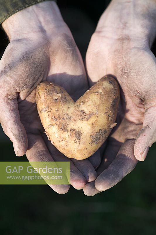 Man holding heart shaped potato