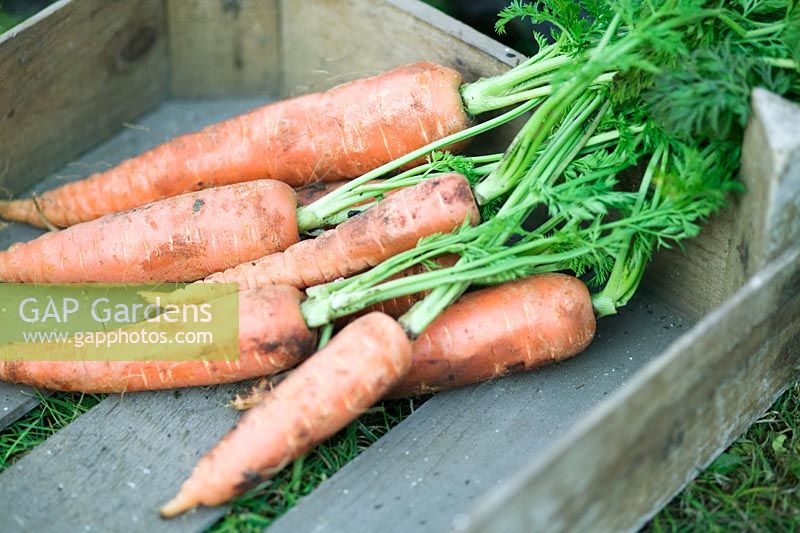Harvested carrots in wooden box
