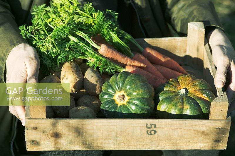 Harvested potaotes and carrots in wooden box