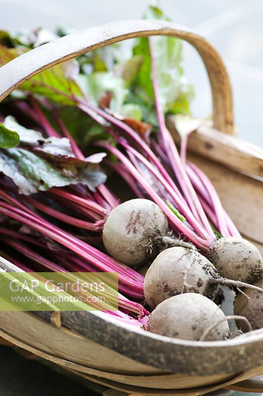 Beta vulgaris - Wooden trug of harvested beetroot