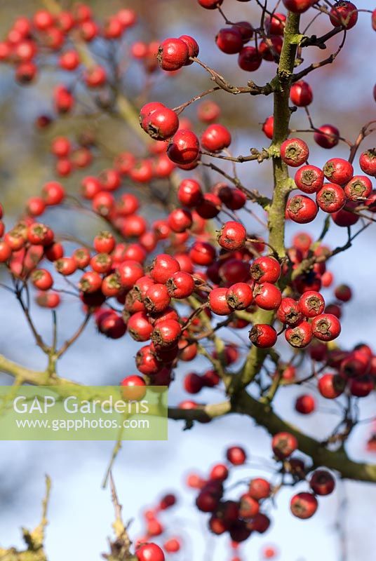 Crataegus monogyna - Hawthorn berries in sunny hedgerow