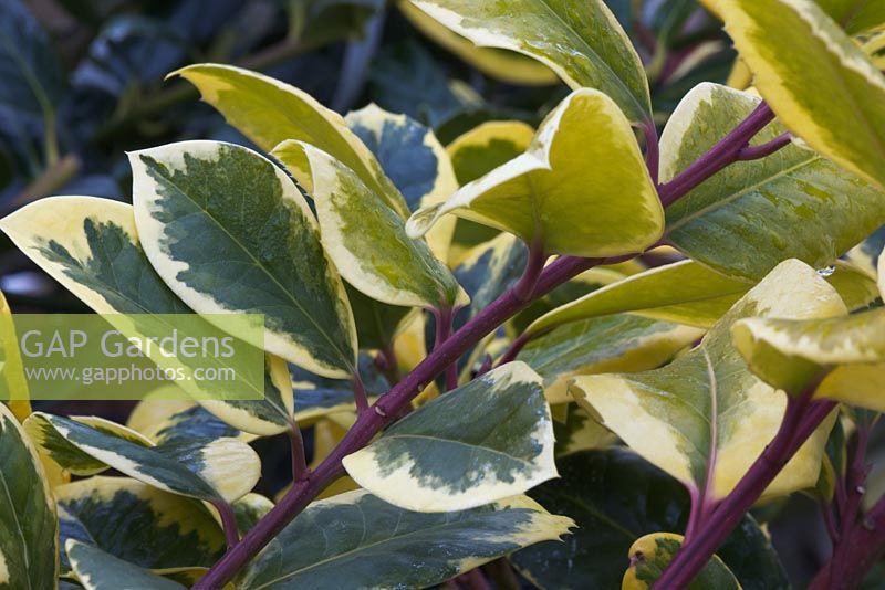 Ilex x altaclarensis 'Golden King' -   Variegated Holly