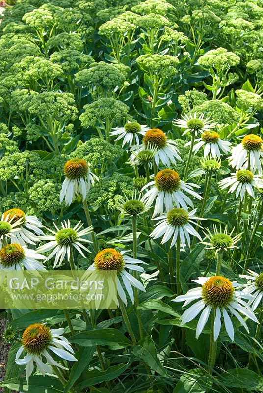 Echinacea purpurea 'White Swan' with Sedum 'Autumn Joy' in background