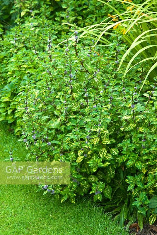 Mentha x gracilis 'Variegata' - Ginger Mint planted in a border