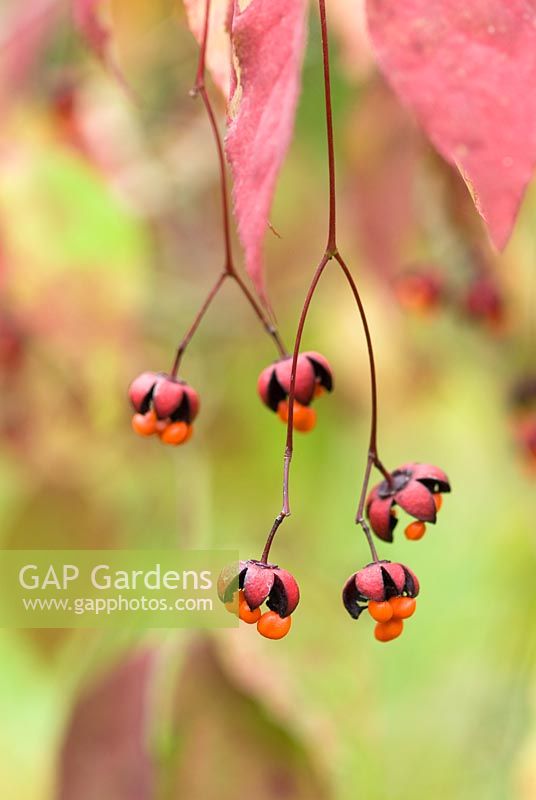 Euonymus oxyphyllus - Autumn berries and leaves