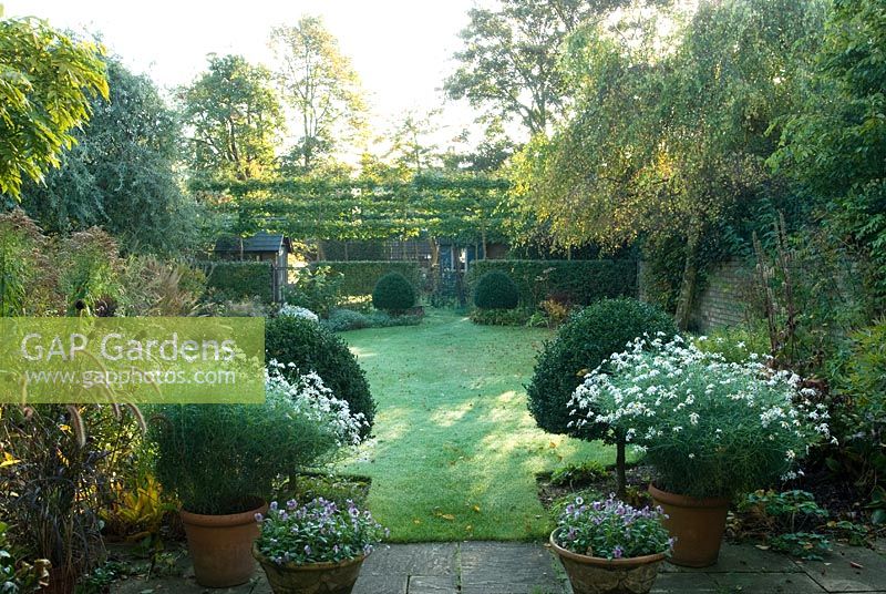 Formal town garden in early autumn with paired Box topiary and Margurites and Violas in pots