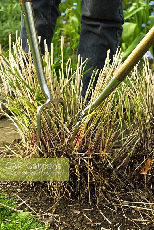 Using back to back forks to divide clump of Panicum virgatum 'Rehbraun'