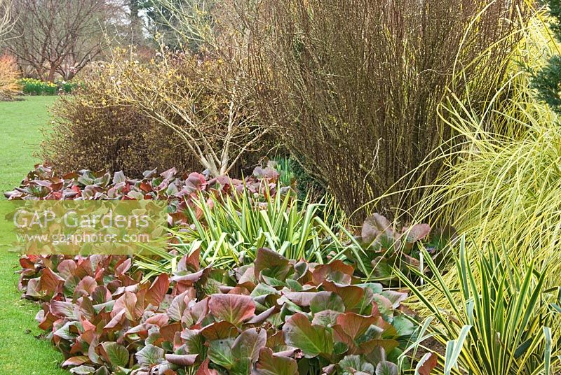 Red tinged winter foliage of Bergenia 'Sunningdale', below Hamamelis x intermedia 'Harlow Carr', Berberis thunbergii atropurpurea 'Helmond Pillar' and Cortaderia selloana 'Aureolineata', with low Phormium and Yucca in foreground.