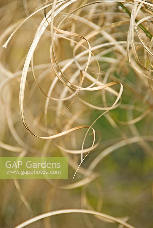 Arabesques of dried Miscanthus leaves