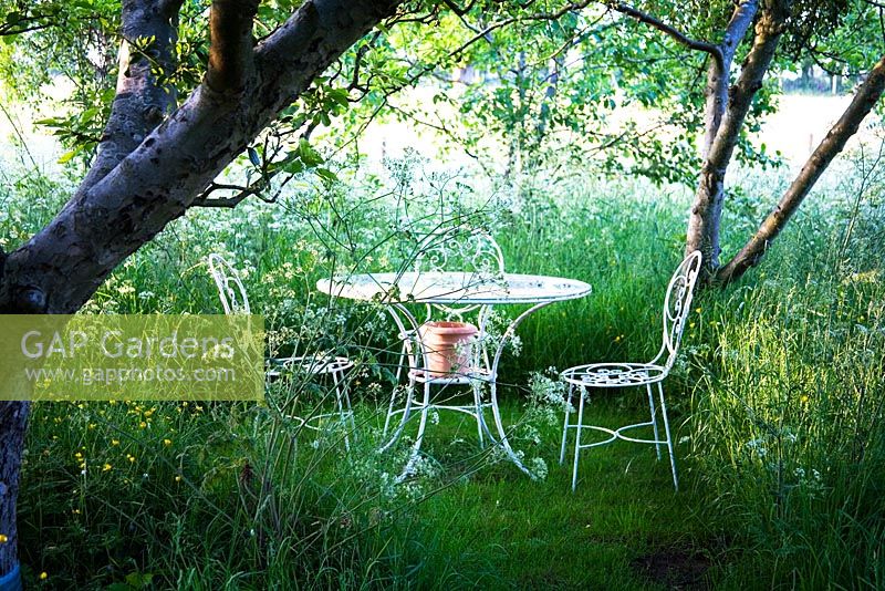 White ironwork table and chairs under an apple tree in a meadow with Anthriscus sylvestris - cow parsley