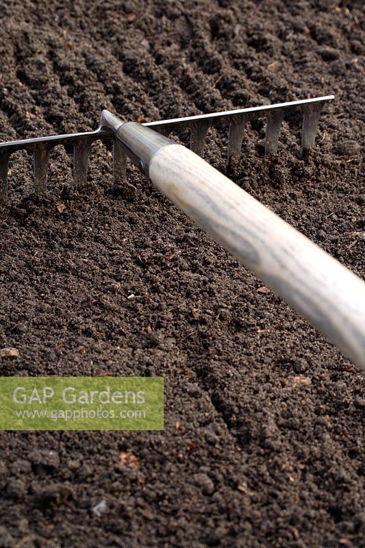 A garden rake being used to get a fine tilth on the soil ready for sowing seeds and planting