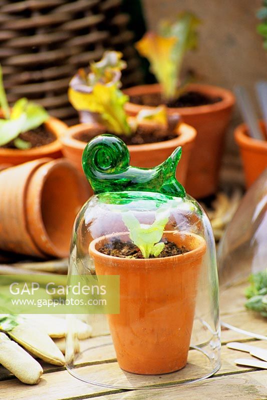 Glass cloche over terracotta pot with lettuce seedling