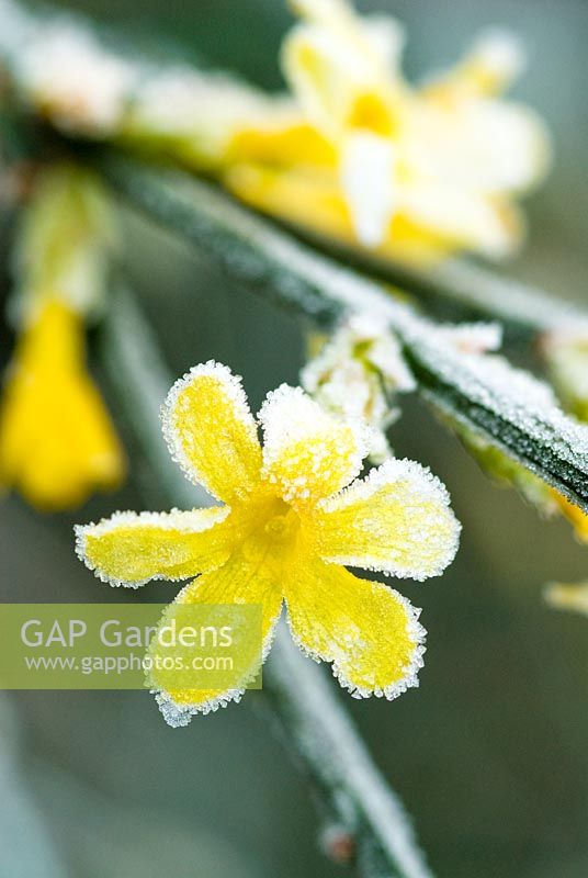 Jasminum nudiflorum with frost