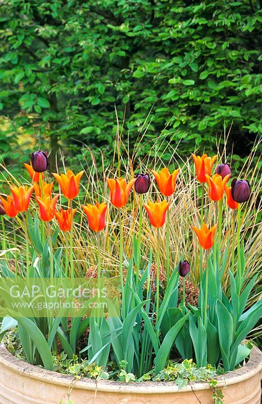 Tulipa 'Ballerina' and 'Queen of Night' in a container with ornamental grass