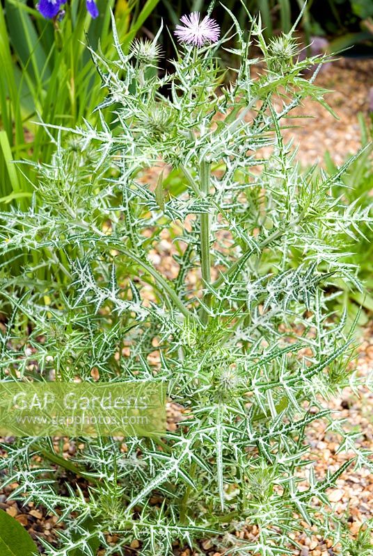 Galactites tomentosa in a gravel garden