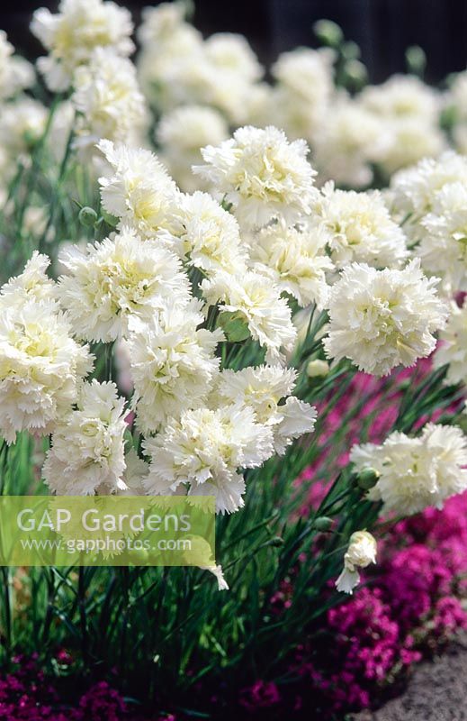 Dianthus 'Mrs sinkins' - Carnations