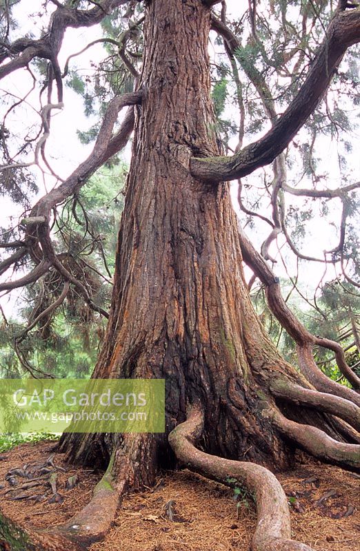 Sequoiadendron giganteum - Exposed roots