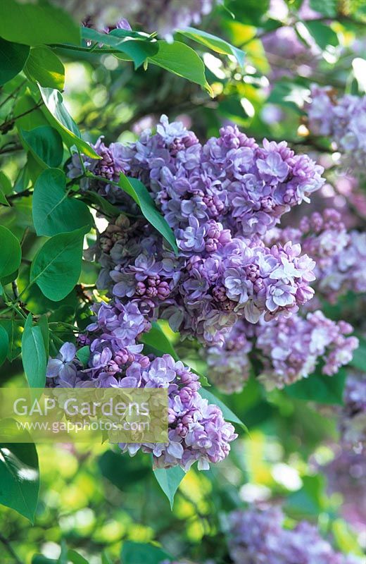 Syringa vulgaris 'Charles Joly'